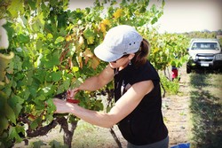 Picking grapes off the vine