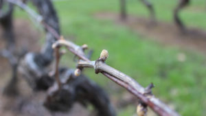 Bud Burst Spring Vineyard