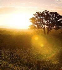 Grampians Vineyard