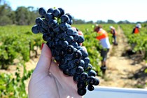 Holding grape cluster in hand