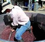 Man stirring grapes
