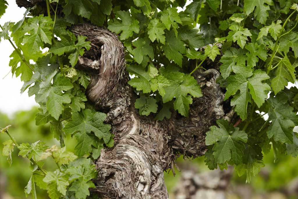 Old Vine at Bests Concongella Vineyard