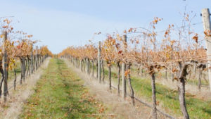 Pruning Grapevines