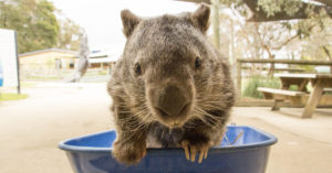 Ballarat Wildlife Park