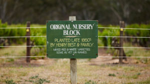 Best's Wines: The little known grapes in our Nursery Block