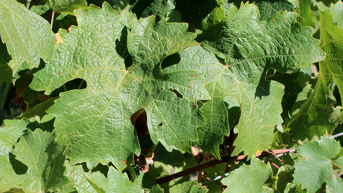 What Vine Leaves Can Tell Us