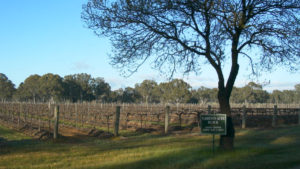 13 Acre Block Vineyard