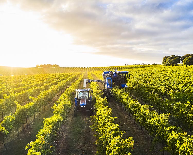 Harvesting Grapes at Sugarloaf Creek Vineyard with a Machine harvester