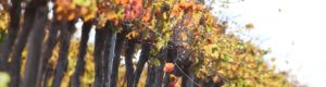 Closeup of vines in fall