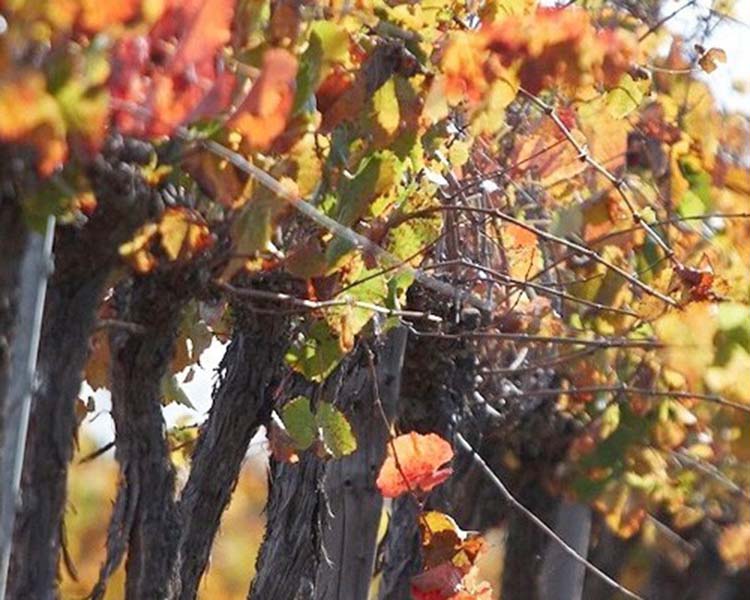 Closeup of vines in Best's Vineyard