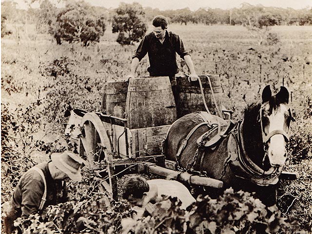 Viv Thomson joins his family for his first vintage. John Hall and Robinson in the foreground.