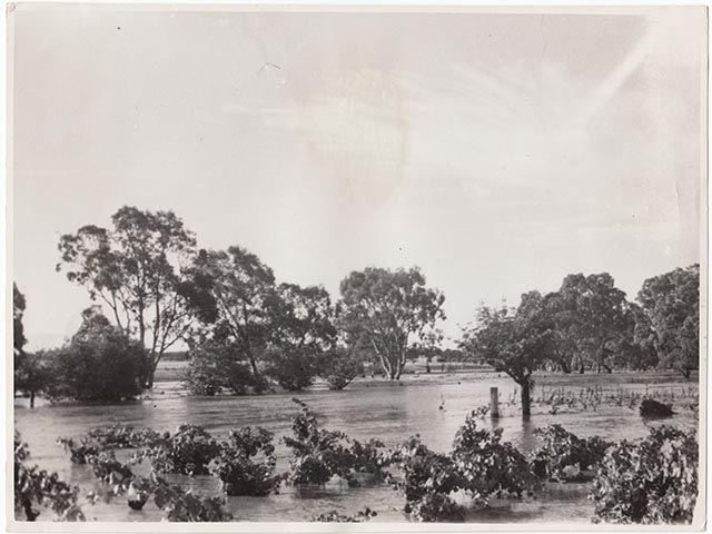 Flood at Concongella vineyard January in 1946