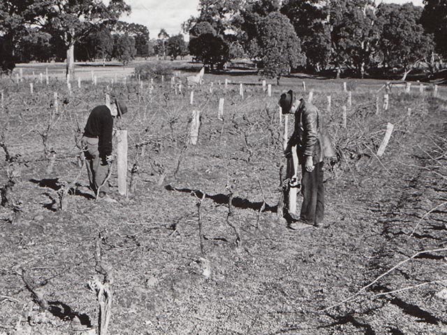 Working in the vineyard.