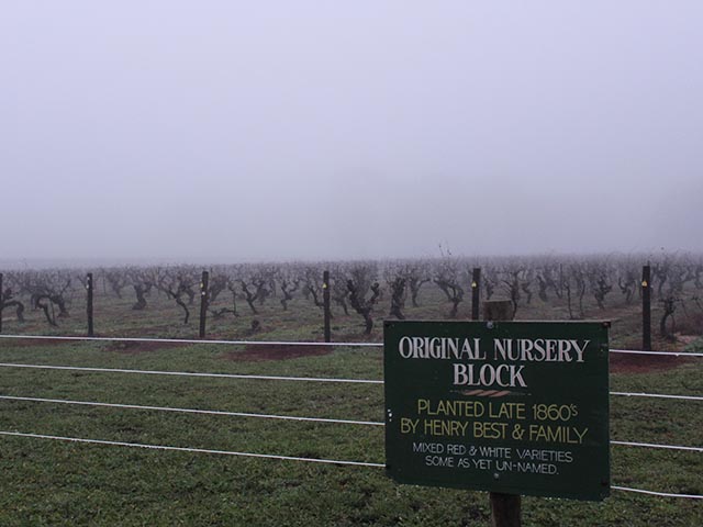 The 'Nursery Block' Concongella Vineyard.