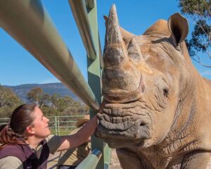 Rhino at the Halls Gap Zoo