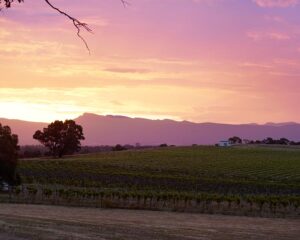 A view looking across the vines at Hounds Run Vineyard at sunset with their Tiny House on the hill 