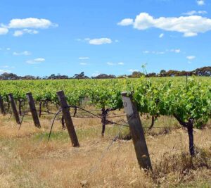 The Vineyard at Kimbarra Wines