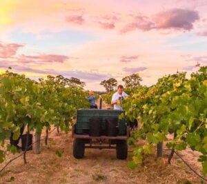 Picking grapes at Mount Stapylton