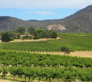 The Vineyard at Mount Langi 