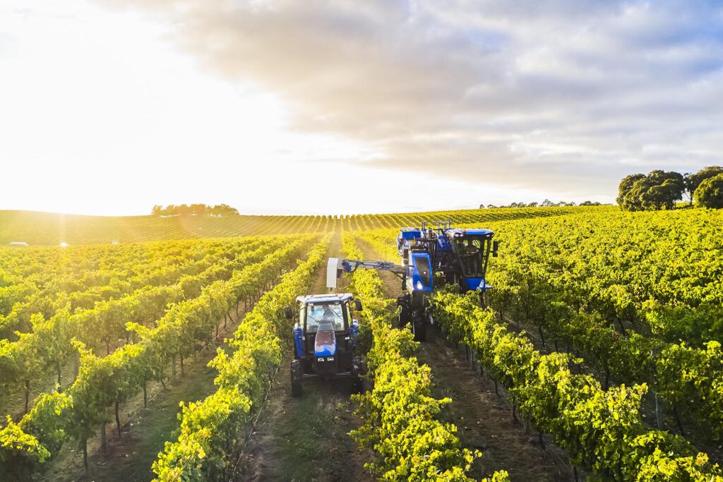 Harvesters at Sugarloaf Creek vineyard picking shiraz