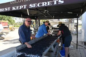 Jacob Parton handsorting pinot with vintage team at Best's