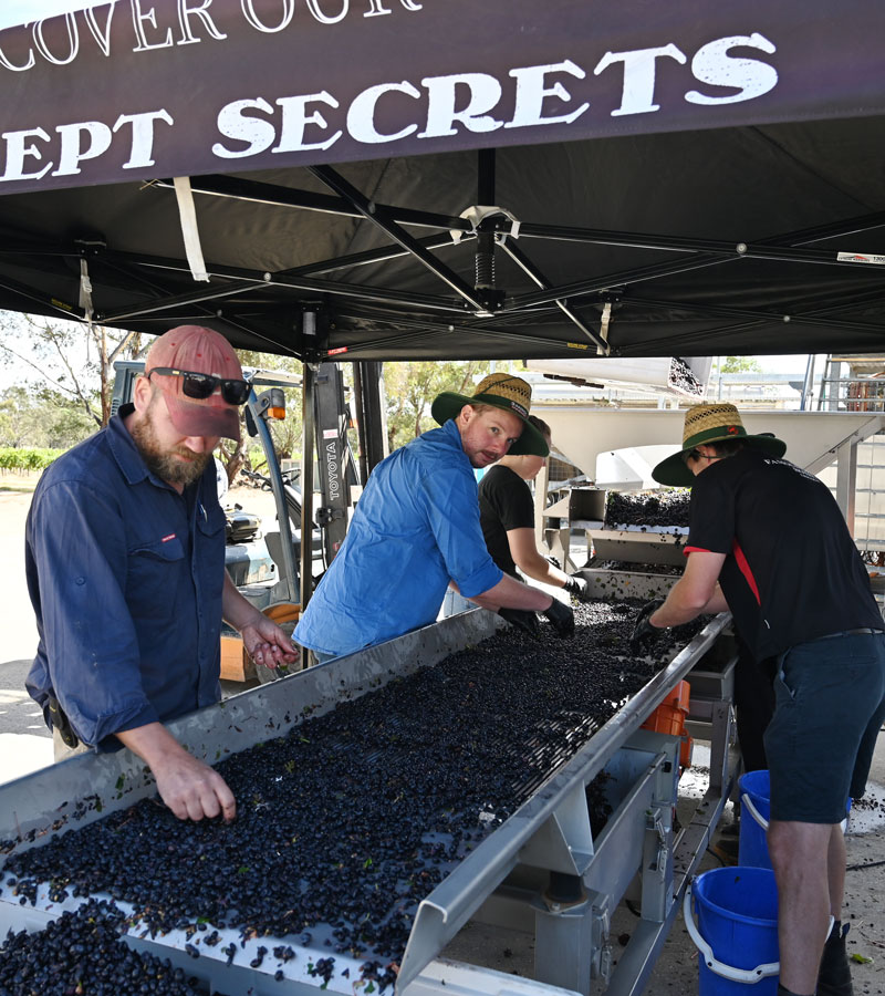 Jacob handsorting pinot with vintage team at Best's