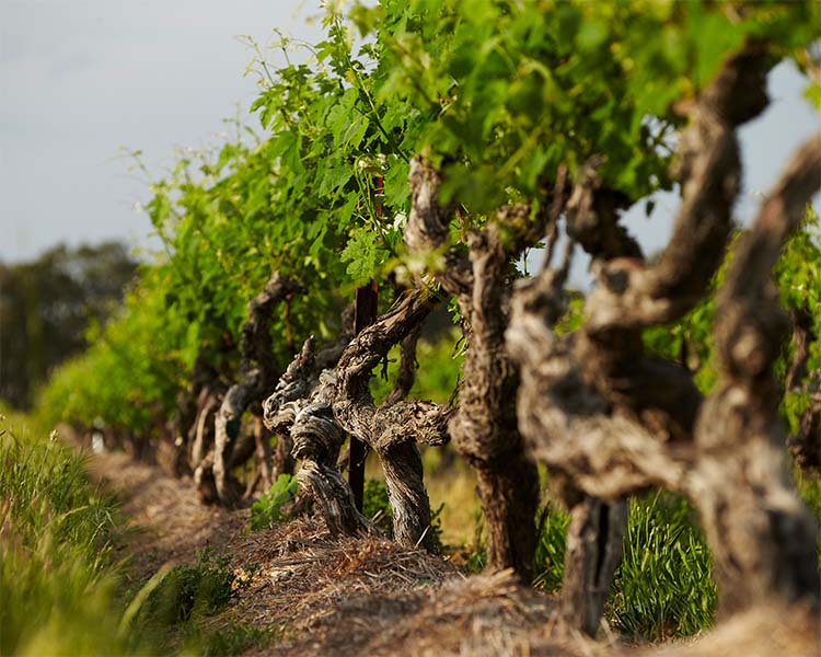 Image of Old Vines with Leaf Best's Wines Concongella Vineyard